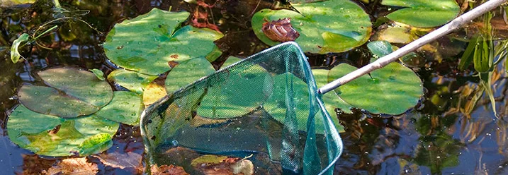 Kescher im Gartenteich